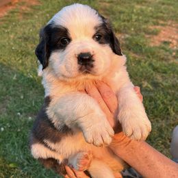 Saint Bernards from Saints In The Valley!