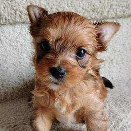 Flora (Russian Salon Dog) - Red sable female Havanese puppy in Kinston, North Carolina from Court Jester Havanese and Prissy Diva Russian Salon Dogs