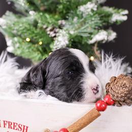 Girl 2 - Black and white female Bernedoodle puppy in Lehi, Utah from Heart J Bernedoodles