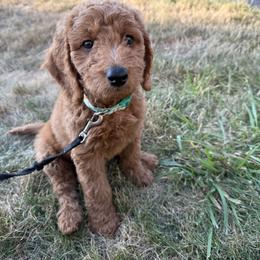 Goldendoodle Puppies from Aimee Schamback
