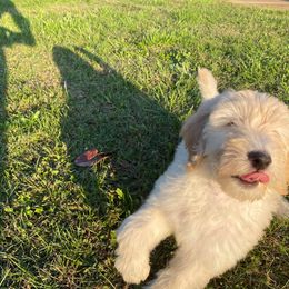 Goldendoodle Puppies from Toneytails Doodles