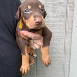 Reese - Red and rust female Doberman Pinscher puppy in Ludowici, Georgia from Royal Destiny Kennels