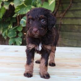Stella - Phantom female Goldendoodle puppy in Palmetto Bay, Florida from SOMIDOODLES