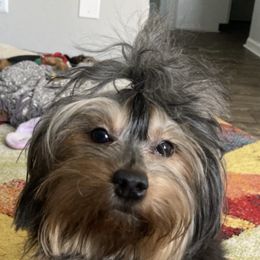 Yorkipoos from Aqua Pups