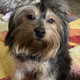 Yorkipoos from Aqua Pups