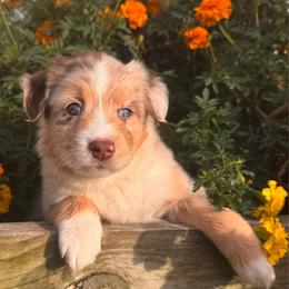 Cabernet - Red merle female Miniature Australian Shepherd puppy in Massapequa, New York from All That Auss Mini Aussies
