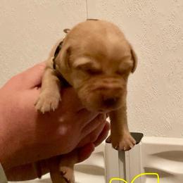 Yellow - Yellow female Labrador Retriever puppy in Newaygo, Michigan from Royal Oak Gundogs