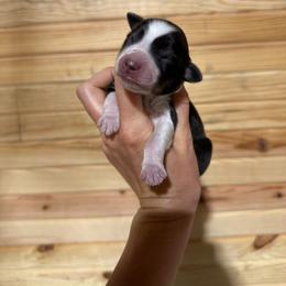 Breezy - Black tri-color female Australian Shepherd puppy in Newton, Mississippi from Bright Star Aussies
