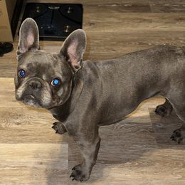 Rain - French Bulldog