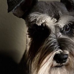 Soki - Miniature Schnauzer