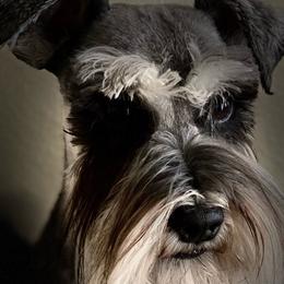 Soki - Miniature Schnauzer
