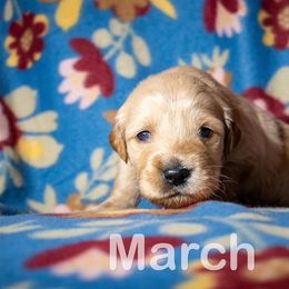 Golden Retriever Puppies from Happy Tails
