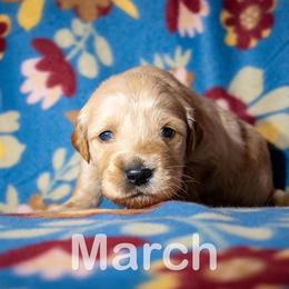Golden Retriever Puppies from Happy Tails