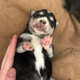 TBD - Black and white female Alaskan Klee Kai puppy in North Las Vegas, Nevada from Kyrie's Alaskan Klee Kai