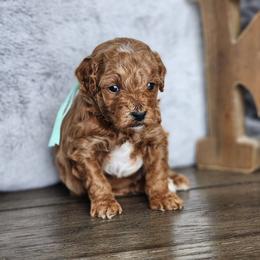 Toffee - Apricot male Poodle puppy in Hoagland, Indiana from Kandyland Kennels