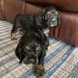 Cocker Spaniel Puppies from Blackberry Farm Cockers