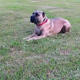 Blondi x Tank - Cane Corso