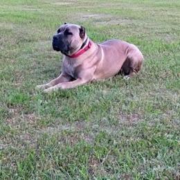 Blondi x Tank - Cane Corso