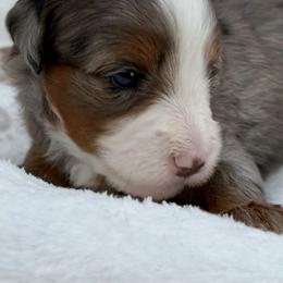 Margo - Merle female Bernedoodle puppy in Peterstown, West Virginia from To Love A Doodle