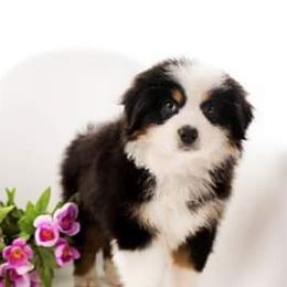 Miniature American Shepherds from Gordonview Farm