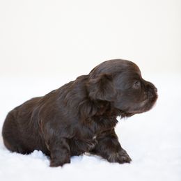 Miniature Schnauzer Puppies from Schnauzah