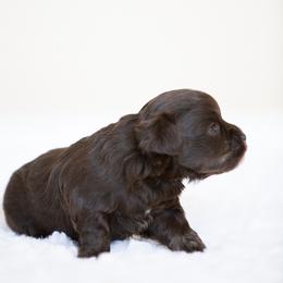 Miniature Schnauzer Puppies from Schnauzah