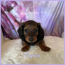 Dachshund Puppies from Once Upon a Ween