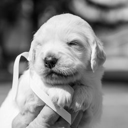 Golden Retriever Puppies from Nicholberry Goldens