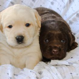 Labrador Retriever Puppies from Prebleridge Acres