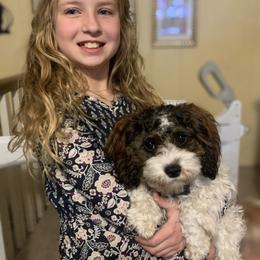 Kipper - Cavapoo