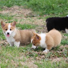 Cardigan Welsh Corgi and Pembroke Welsh Corgi Puppies from QueenE Corgi Farm