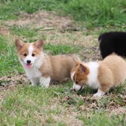 Cardigan Welsh Corgi and Pembroke Welsh Corgi Puppies from QueenE Corgi Farm
