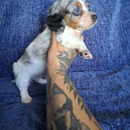 Dapple piebald longhair - Dapple male Dachshund puppy in Anderson, California from Golden Paws Dachshunds