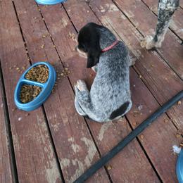 Bluetick Coonhound Puppies from Candra Bessent
