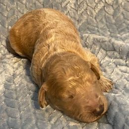 Male 1 apricot - Apricot male Goldendoodle puppy in Greenville, South Carolina from Law Doodles of SC