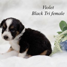 Violet - Black tri female Miniature Australian Shepherd puppy in Mechanicsburg, Pennsylvania from TJ's Aussies