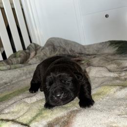 Diesel - Black male Cane Corso puppy in Snellville, Georgia from A Really Good Kennel