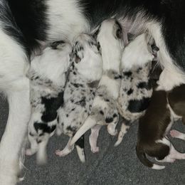 Border Collie puppies from Lil Maine Border Collies