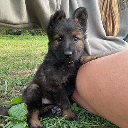 Indy - Sable female German Shepherd puppy in Pennock, Minnesota from Shakopee Creek German Shepherds