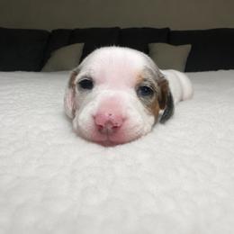 Casper - Piebald male Dachshund puppy in Bakersfield, California from Mad dachshunds