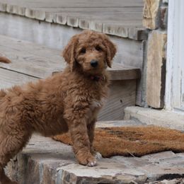 Goldendoodle Puppies from Knapp's Paw Prints