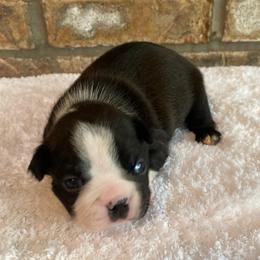AKC Luna - Black brindle and white female Boston Terrier puppy in Imperial, Missouri from Boston Kup Breeders