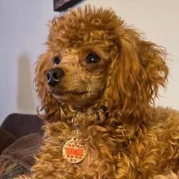 Rosie - Poodle