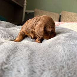 Augie - Chocolate and tan male Dachshund puppy in Excel, Alabama from CJ’s Little Palace