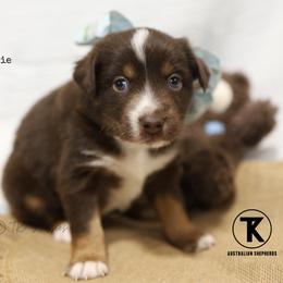 Banks RTM - Red tri male Miniature Australian Shepherd puppy in Nacogdoches, Texas from TK Standard, Mini, & Toy Aussies