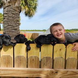 Labrador Retriever Puppies from Harrison's Lakeside Labradors