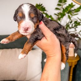 Onyx - Merle male Bernedoodle puppy in Ammon, Idaho from Little Stone Bernedoodles