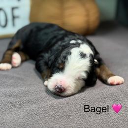 Bagel - Tri-color female Bernedoodle puppy in El Campo, Texas from Little Fur Friends Bernedoodles