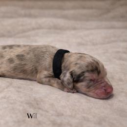 Will Byers - Chocolate merle male Bernedoodle puppy in Bennett, Colorado from Darling Paws Bernedoodles, LLC
