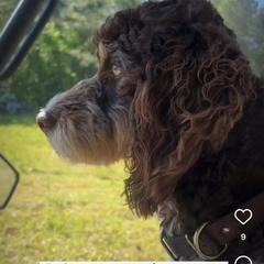 Springerdoodle All Grown Up from Evalina Miller's Spaniels